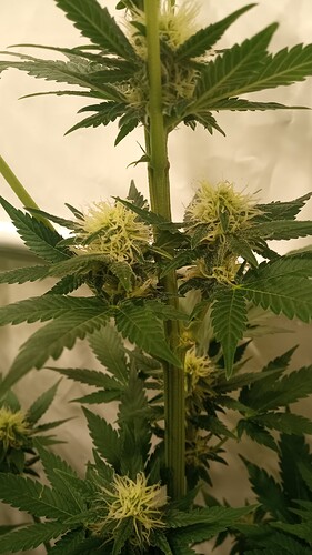 Growreport Bild 8