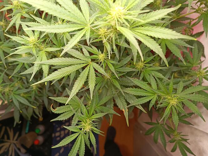 Growreport Bild 7