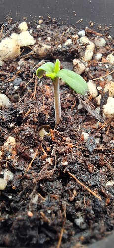 Growreport Bild 4