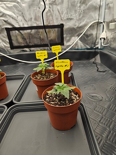 Growreport Bild 2