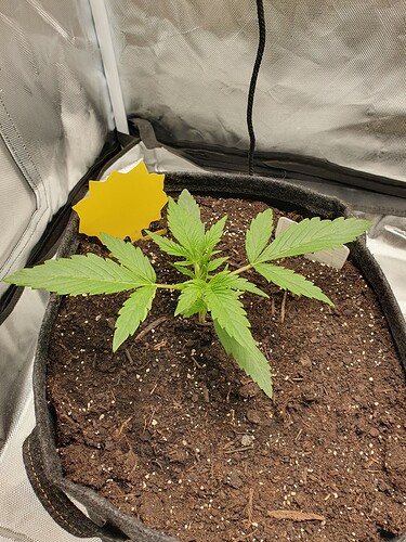 Growreport Bild 1