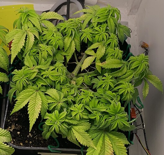 Growreport Bild 8