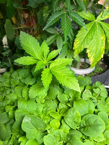 Growreport Bild 15