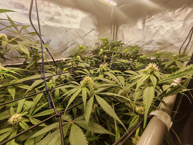 Growreport Bild 3
