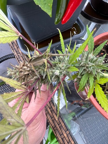 Growreport Bild 8