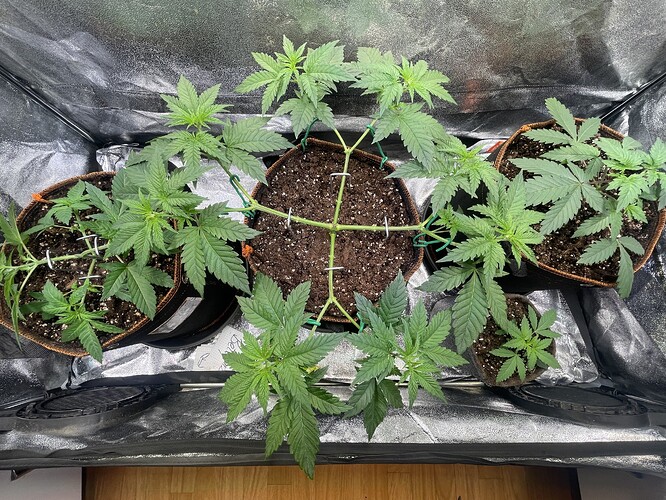 Growreport Bild 29
