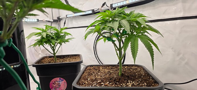 Growreport Bild 25