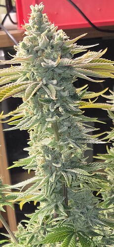 Growreport Bild 1