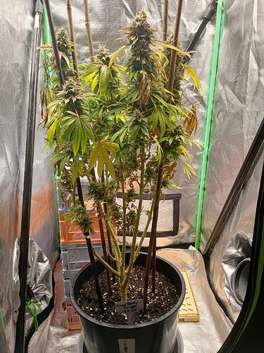 Growreport Bild 1