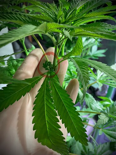 Growreport Bild 5