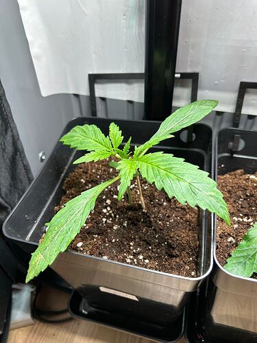 Growreport Bild 4