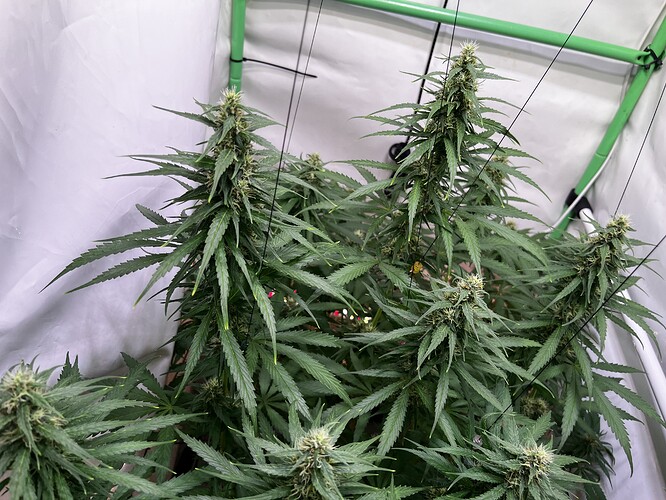 Growreport Bild 4