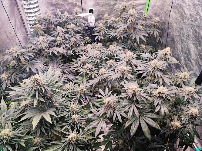 Growreport Bild 14