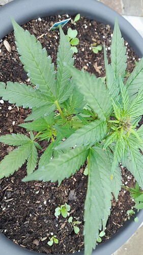 Growreport Bild 1