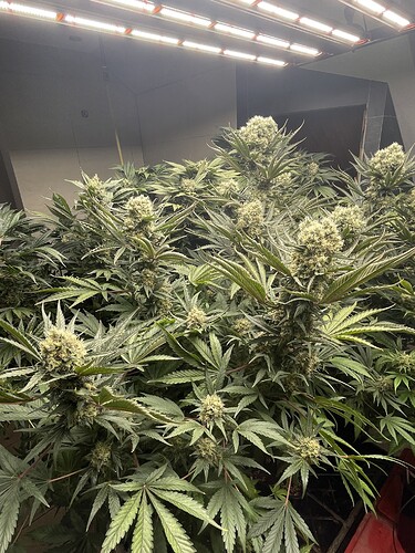 Growreport Bild 22