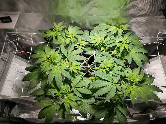 Growreport Bild 1