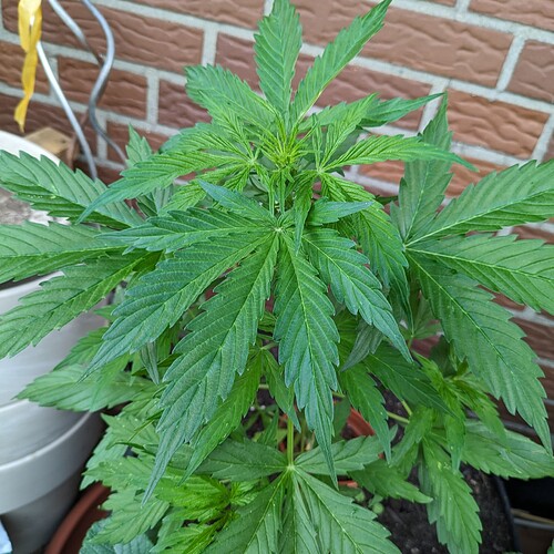 PXL_20240616_172118572