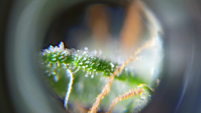 Growreport Bild 4