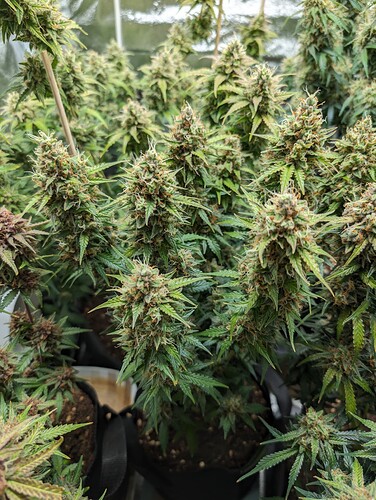 Growreport Bild 6