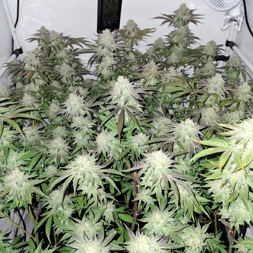 Growreport Bild 10