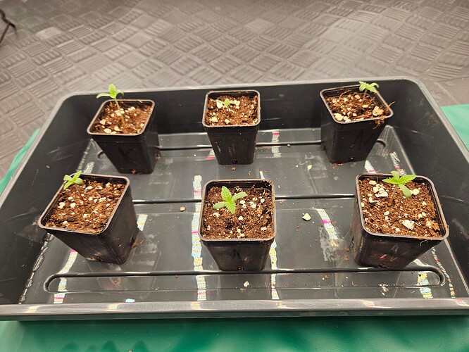 Growreport Bild 1