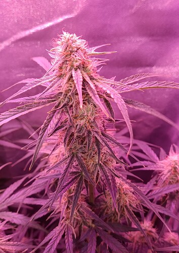 Growreport Bild 3