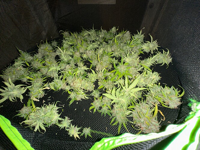 Growreport Bild 96