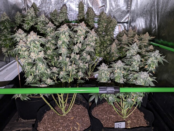 Growreport Bild 2