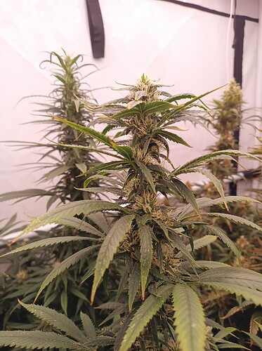 Growreport Bild 4