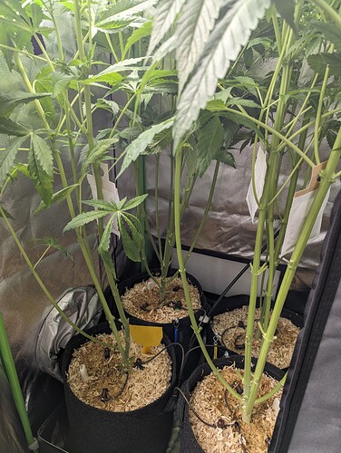 PXL_20240408_181626767_Original