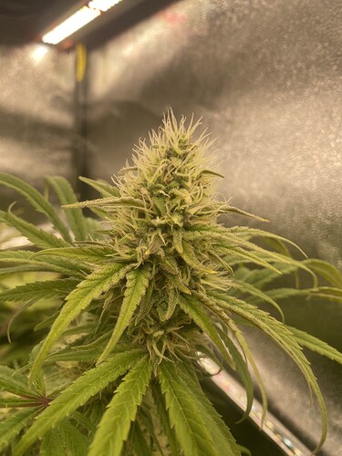 Growreport Bild 7