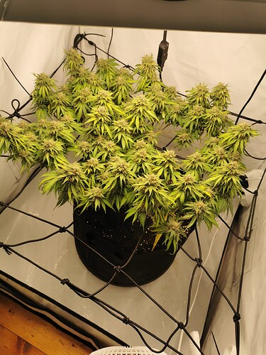 Growreport Bild 12