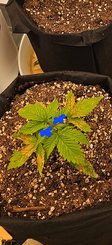 Growreport Bild 3