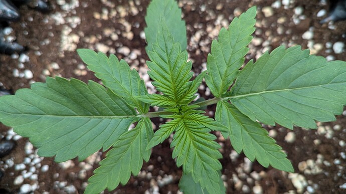 PXL_20240709_182848996