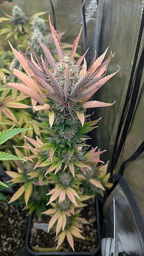 Eine blühende Cannabispflanze mit violetten und grünen Blättern, die in einem schwarzen Topf steht.