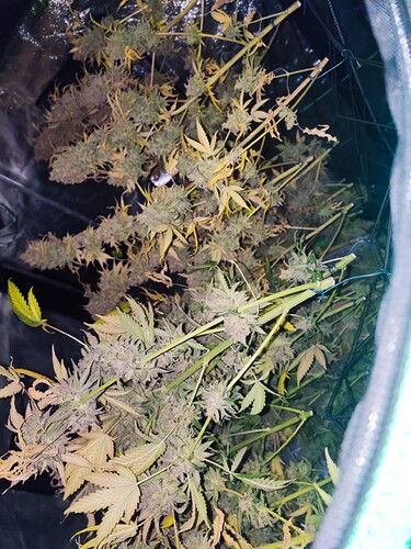 Growreport Bild 140