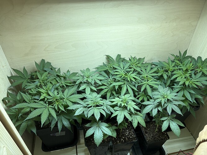 Growreport Bild 2