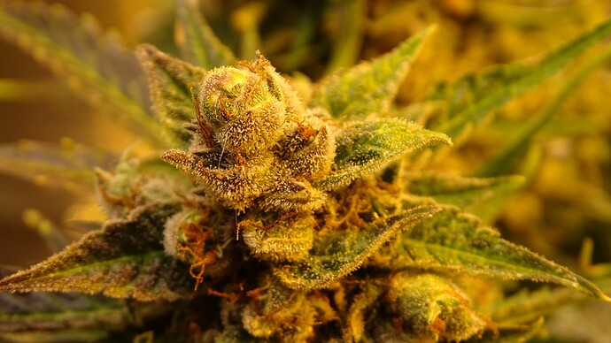 Growreport Bild 13
