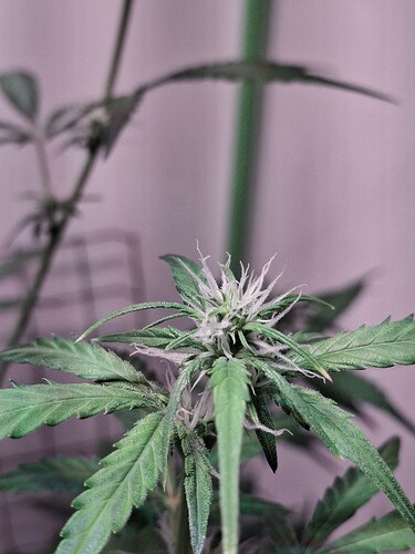 Growreport Bild 175