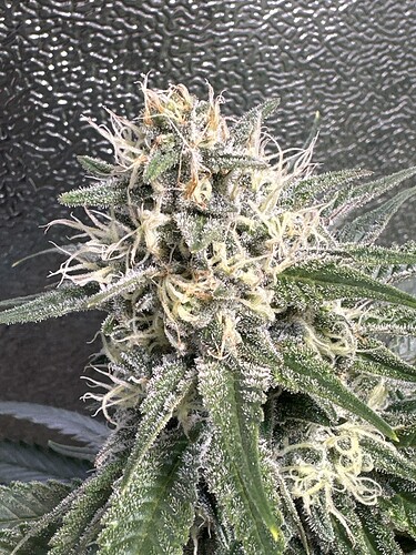 Growreport Bild 25