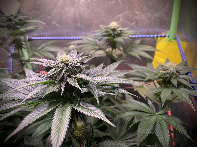 Growreport Bild 8