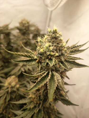 Growreport Bild 27