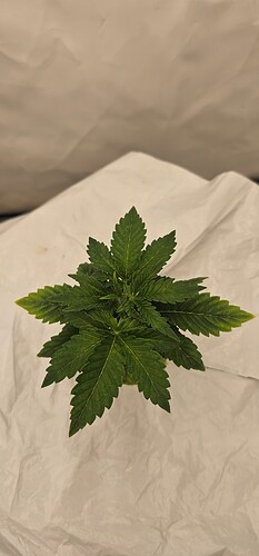 Growreport Bild 24