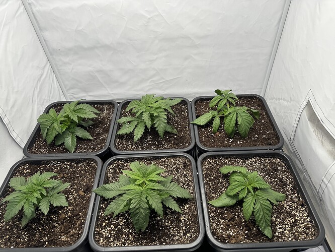 Growreport Bild 1