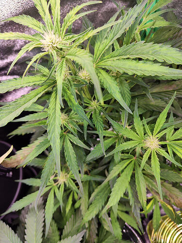 Growreport Bild 6