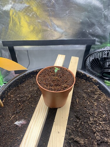 Growreport Bild 1