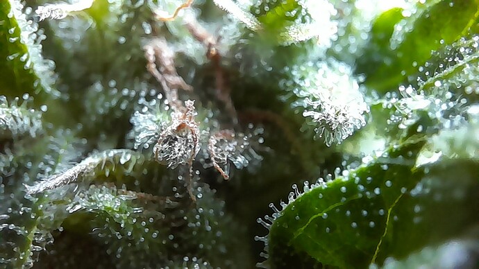 Growreport Bild 57