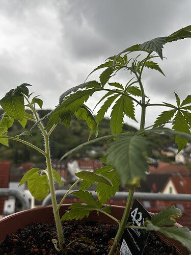 Growreport Bild 121
