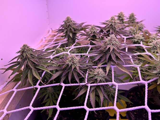 Mehrere blühende Cannabis-Pflanzen in einem Grow-Zelt, die durch ein Scrog-Netz gestützt werden.