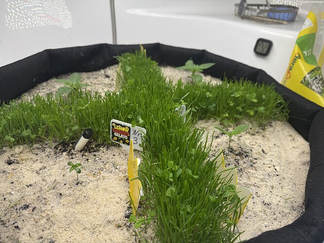 Growreport Bild 29